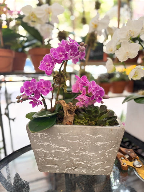 
                    
                      Potted purple orchid plant on a glass table with blurred background
                    
                  