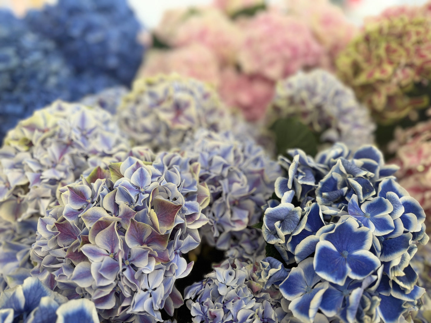 Close-up of variegated blue and white hydrangea flower blooms with soft pink flowers blurred in the background. Jerome Flirsts NYC