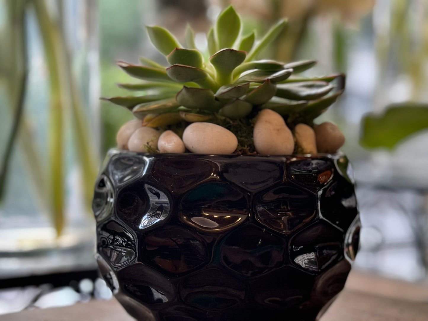Low-maintenance succulent bowl plant arrangement – Jerome Florists NYC