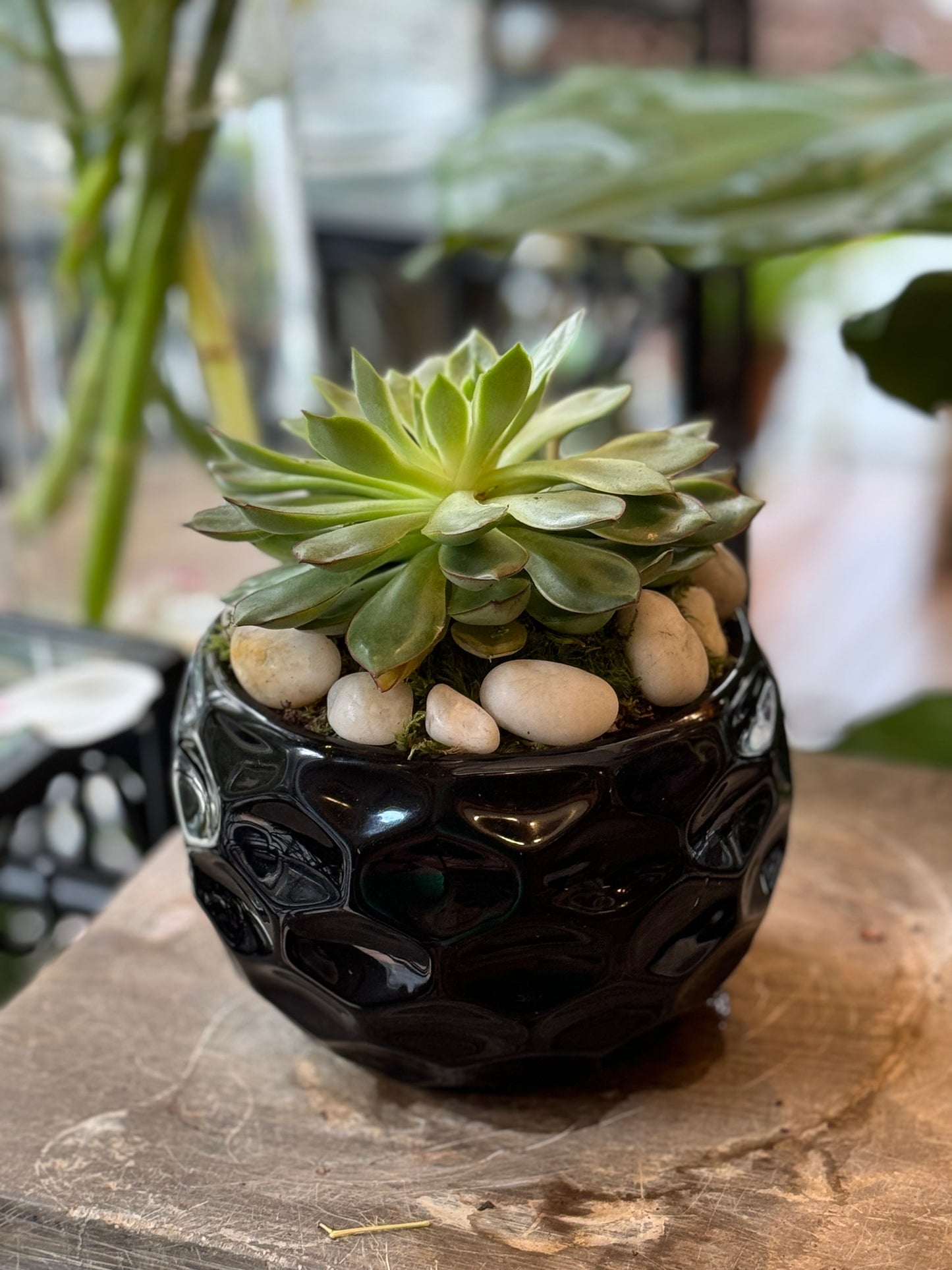 Low-maintenance succulent bowl plant arrangement – Jerome Florists NYC