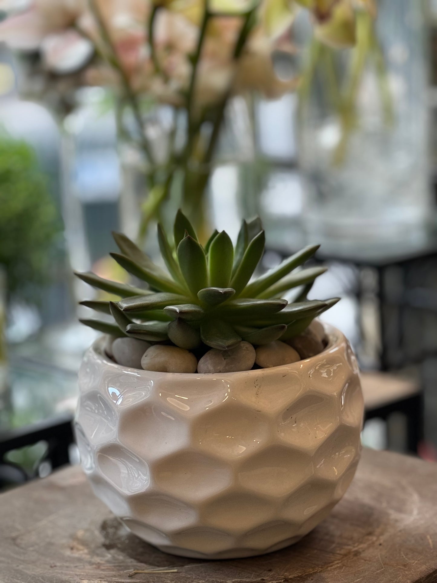 
                    
                      Low-maintenance succulent bowl plant arrangement – Jerome Florists NYC
                    
                  