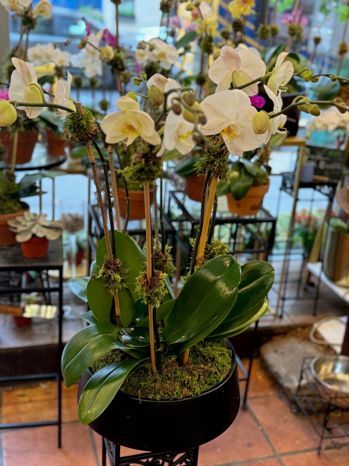 decorative orchid