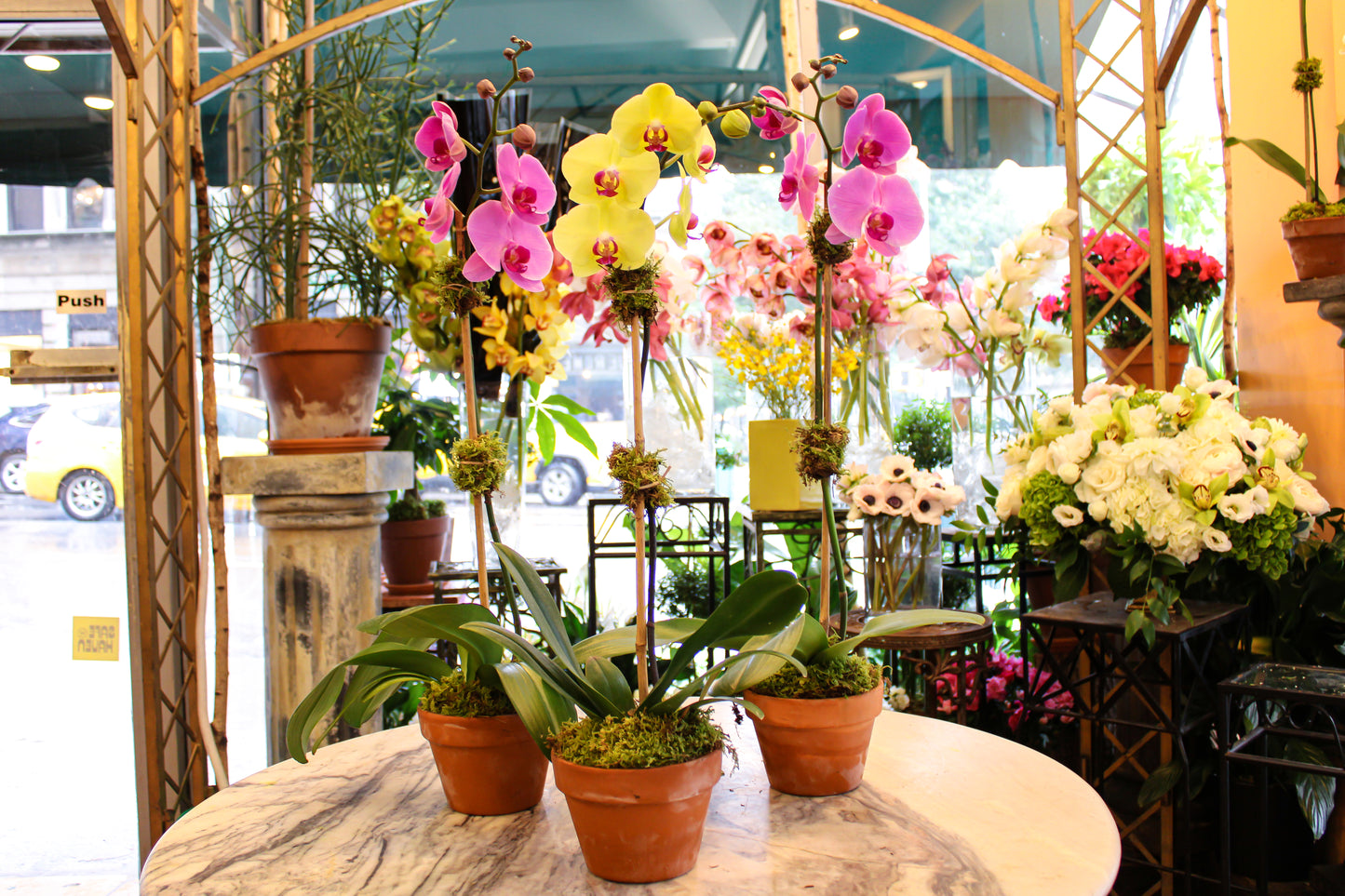Colored orchid examples - Jerome Florists NYC