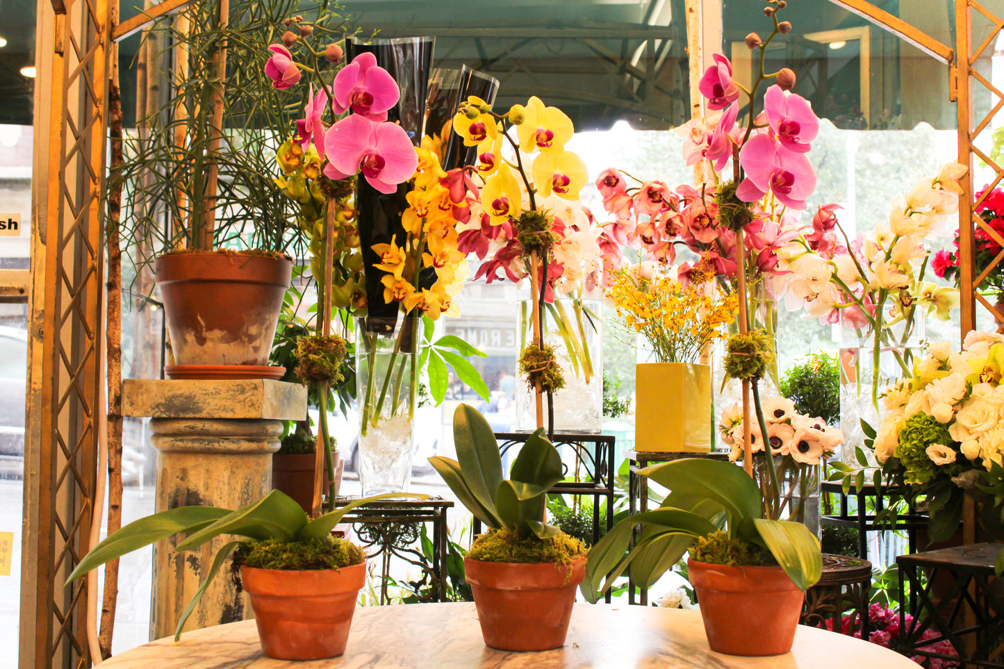
                    
                      Yellow and pink single orchinds in clay - Jerome Florists
                    
                  