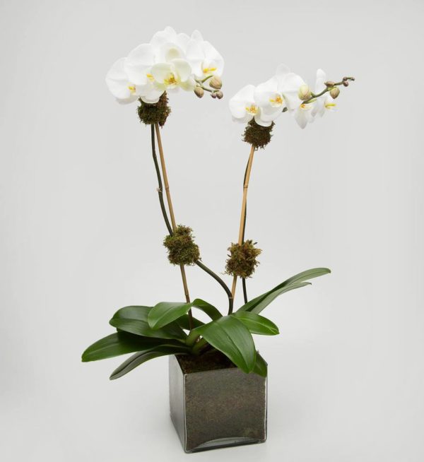 Double Orchid in a glass cube arrangement - Jerome Florists NYC