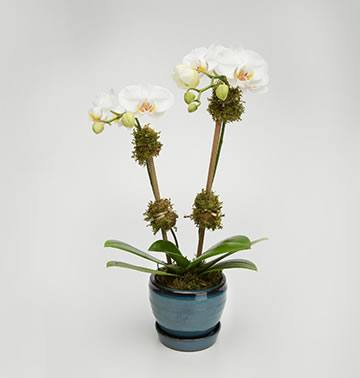 Mini Double Orchid in Mossed Cube - Jerome Florists NYC