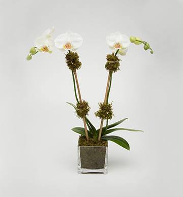 Mini Double Orchid in Mossed Cube - Jerome Florists NYC
